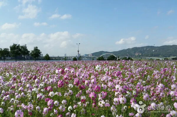 구리한강시민공원에 조성된 꽃단지는 코스모스사진=한국관광공사 제공