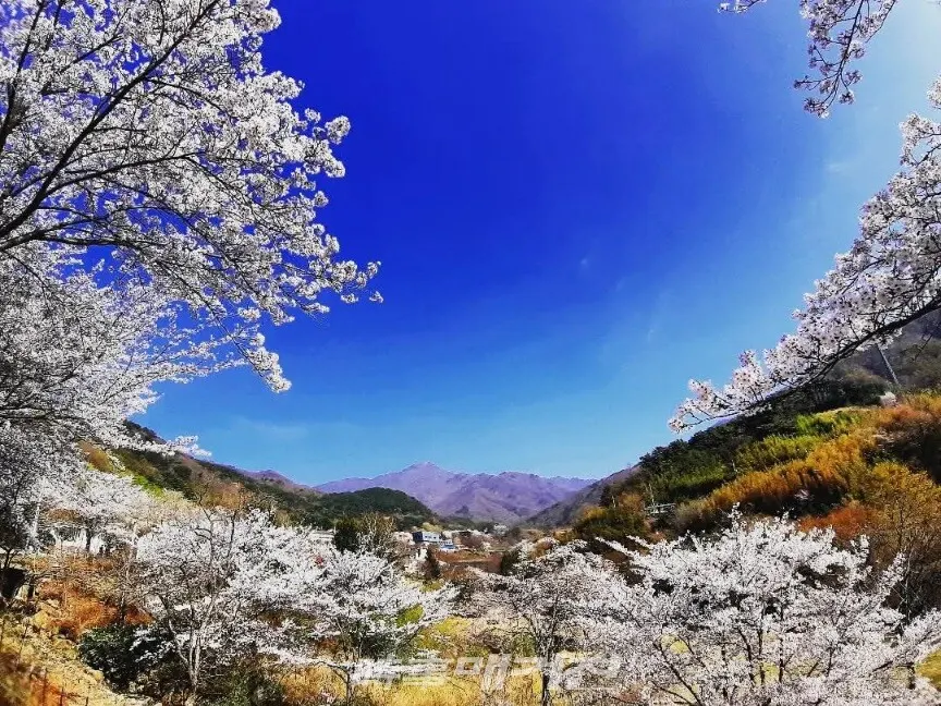 벚꽃 만개한 중산리에서 바라보는 지리산 천왕봉.(사진_조용우)