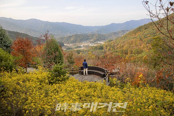 구례수목원 감국.(사진_구례군)