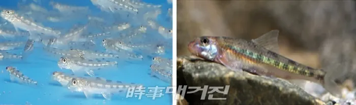 (사진) - 부화 후 10개월(4~6cm) - 성어(10cm) 2019.05.08. (사진_환경부)