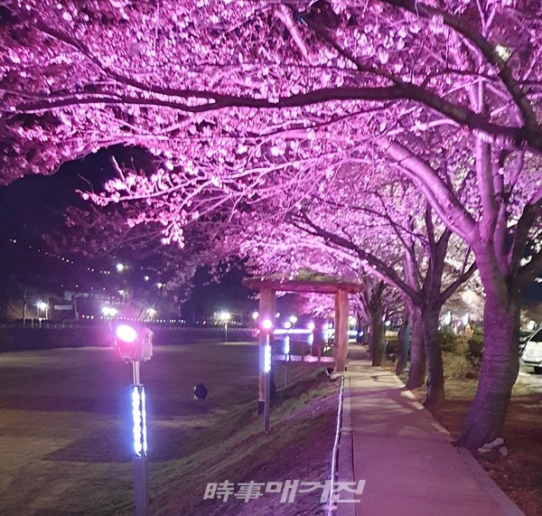 광양시는 ‘서천변 벚꽃길 조성사업’의 일환으로 조명에 다양한 스펙트럼을 넣어 반딧불이를 연상시키는 레이저 빛망울을 연출하고 보행자에게 편안함을 주는 은은한 볼라드 조명으로 가족, 친구, 연인과 함께 벚꽃길을 찾는 관광객들에게 운치 있는 분위기와 볼거리를 제공할 예정이다.