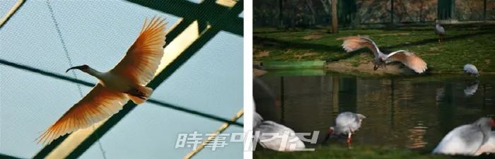 방사대비 우포따오기 비행훈련 모습. 2019.05.09. (사진_환경부)