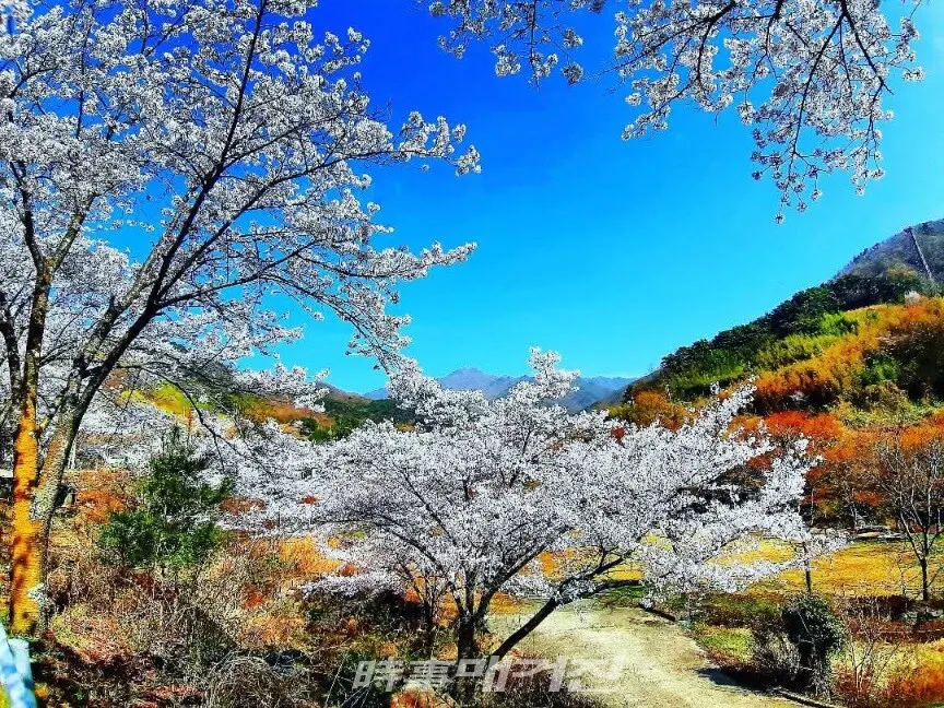 벚꽃 만개한 중산리에서 바라보는 지리산 천왕봉.(사진_조용우)