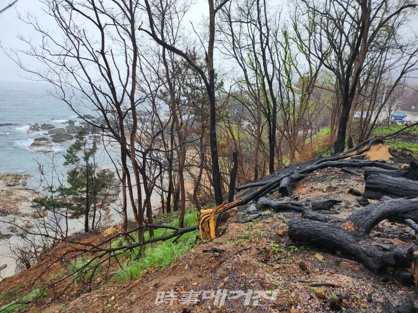 영남 산불의 화마로 잿더미가 된 영덕 해안절경길 블루 로드와 해안의 어촌 마을.(사진_조용우 칼럼니스트)