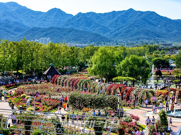 1004가지의 색을 한 번에 볼 수 있는 곳, 제9회 곡성세계장미축제가 17일 개막했다. 40,000㎡의 1004장미공원에서는 1004가지 품종의 장미 수억만 송이들이 모두 다른 색과 향기로 관광객을 유혹하고 있다. 제9회 곡성세계장미축제는 전남 곡성군 섬진강기차마을에서 이달 26일까지 10일 간 개최된다.[사진 _ 곡성군청]