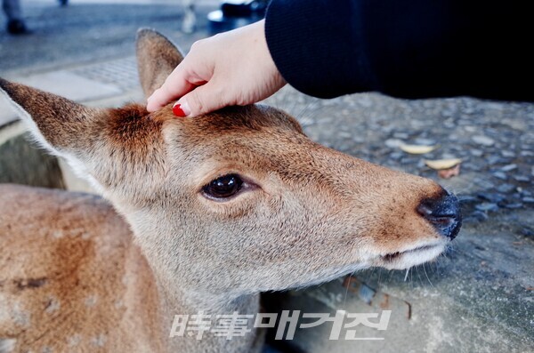 오사카 나라 사슴공원