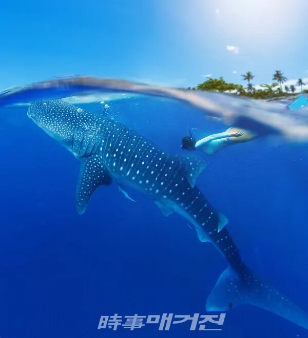 고래상어