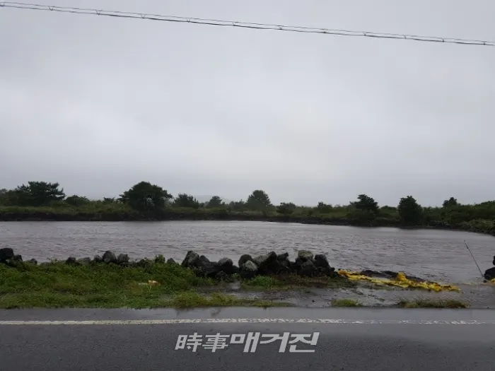 성산읍 월동무 파종 밭이 지난 제17호 태풍타파로 내린비에 호수같이 물에 잠겨있다 (사진 _ 박승연 기자)