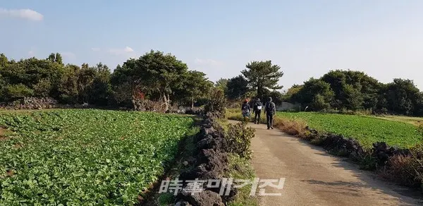 밭담길 걸어걸어