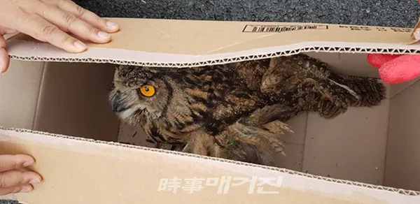 광양시는 “지난 18일 다압면 매화랜드 부근에서 천연기념물 제324-2호 수리부엉이 1마리를 구조했다”고 밝혔다.(사진_광양시청)