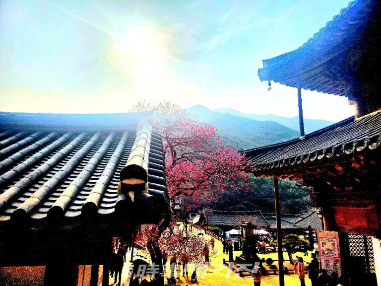 홍매화가 핀 화엄사 풍경(사진_조용우)