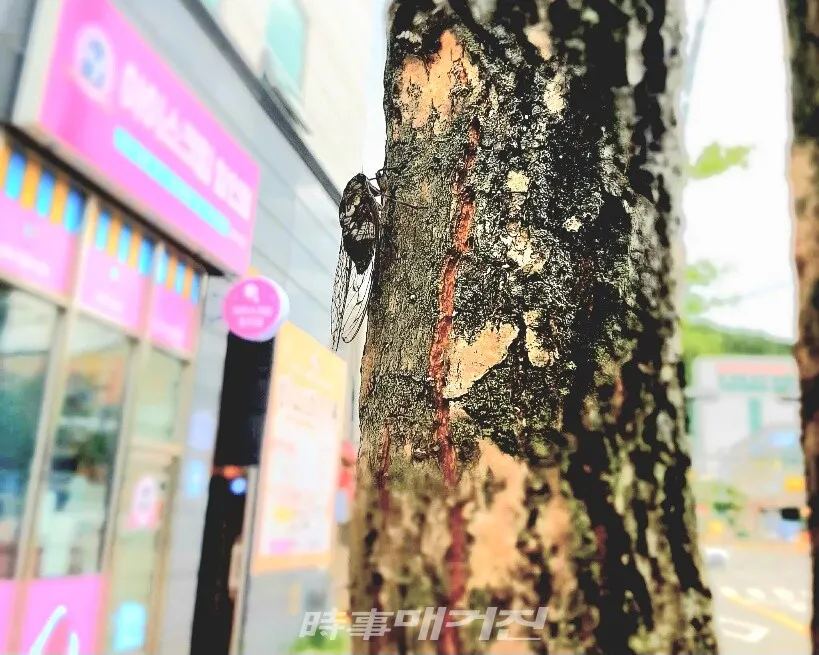 매미는 여름의 전령사, 여름이 깊어가는 소리(사진_조용우)
