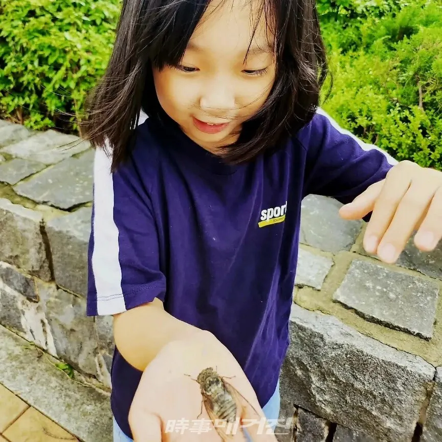 대략 6년을 사는 매미는 한 달 가량을 제외하곤 땅속에서 애벌레로 일생을 보낸다(사진_조용우)