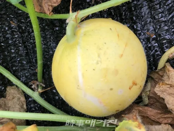 사과야 멜론이야 새 소득작목 애플멜론 (사진- 제주서부농업기술센터)