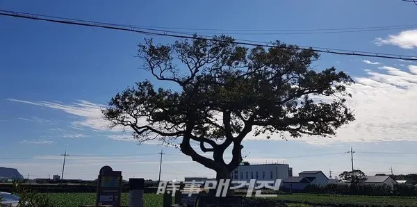 팽나무(제주의 마을마다 지켜주고 있는  나무)