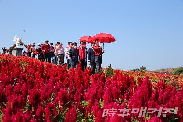 신안군 랜선 섬 맨드라미 축제 개막/사진=신안군청 제공