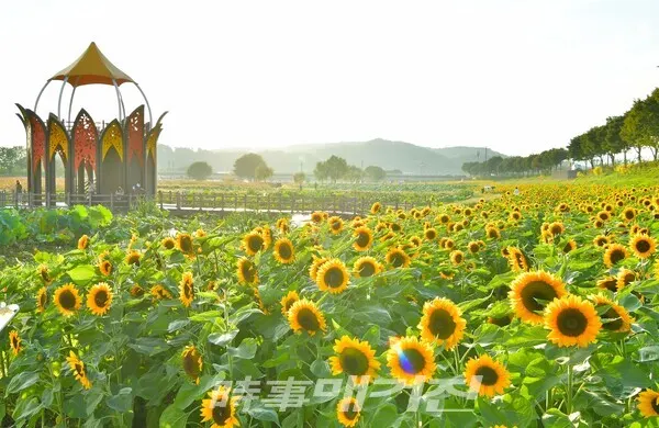 장성 황룡강 100만 송이 해바라기… 가을 하늘 아래 ‘활짝’(사진_장성군청)