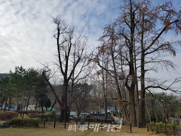 문정공 맹사성이 1380년 경에 손수 심은 두 그루의 은행나무인 쌍행수로 당시 이 나무를 보호하기 위하여 축대를 쌓고 단을 만들었다. 뜻있는 사람들과 강학하던 자리라는 뜻으로 이곳을 행단이라 칭하였다. 충청남도 도목 제8-91(1982년 11월1일)