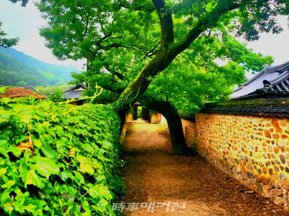 경남 산청군 단성면 남사예담촌 이씨고택 앞 골목 부부회화나무 전경(사진_조연묵 기자)