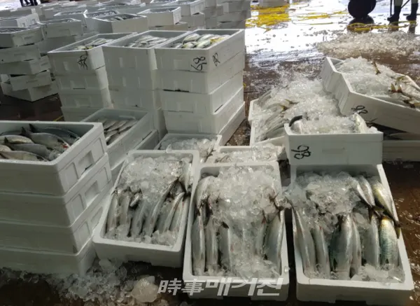 해양수산부는 국민생선인 고등어의 가격 안정을 위해 수입산 고등어 6천 톤에 대해 관세를 인하(할당관세, 관세 10→0%)한다고 23일 밝혔다.(사진_시사매거진 DB)