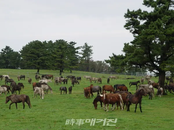 제주마 사진 (제주특별자치도 축산진흥원)