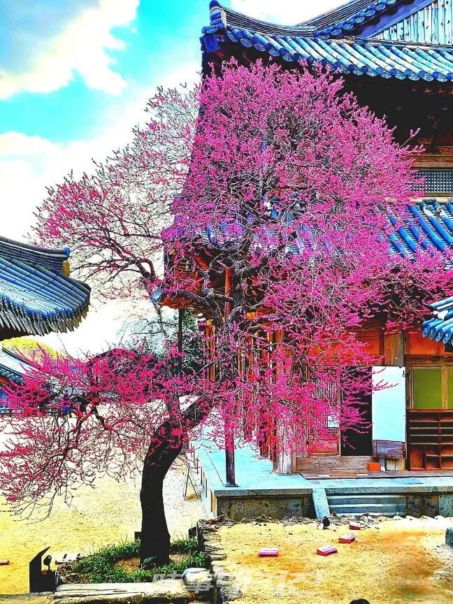 활짝 핀 지리산 화엄사 화엄매(사진_조용우)