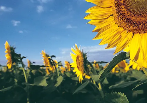 미국 해바라기협회 제공