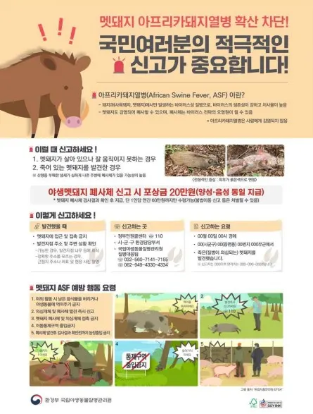 야생멧돼지 폐사체 신고요령 안내서 (사진_환경부)