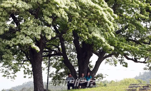 (사진_함평군청 제공)