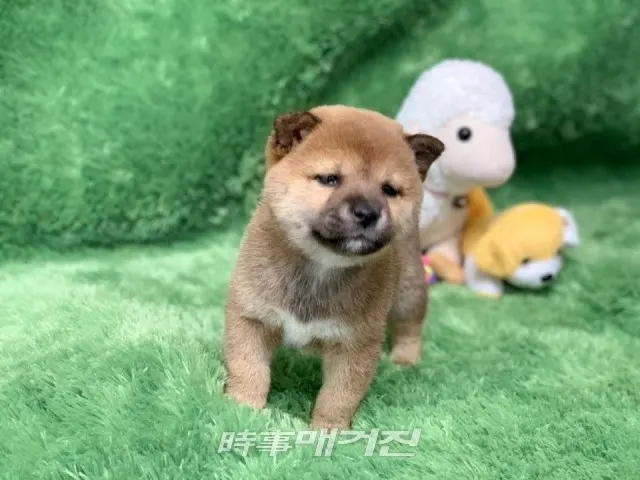 (사진_펫왕국)