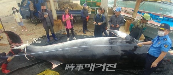 완도해경, 어망에 걸려 죽은 길이 약 7M 밍크고래 발견(배포용) (1)