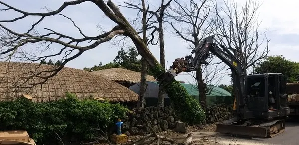 서귀포시는 주택가 도보변 등 전도 위험수목 정비작업을 마무리를 통해 안전사고 방지에 총력을 기울이고 있다.