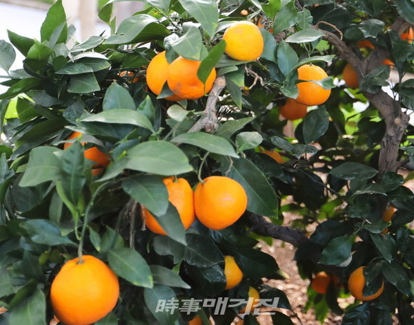 제주 감귤 이미지(사진_박승연 기자)