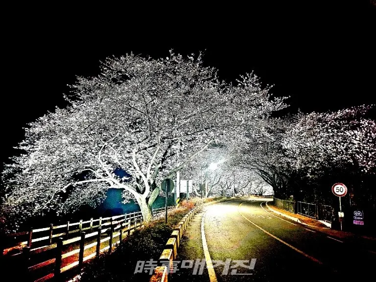벚꽃이 활짝 핀 어느 강변 마을의 가로수(사진_조용우)