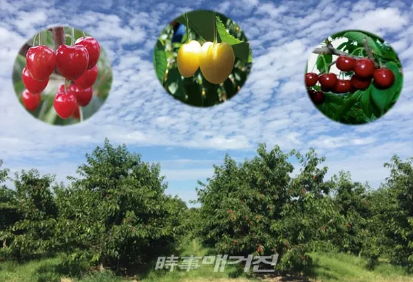 장성군은 “최근 전라남도 농업기술원 공모사업(1시‧군 1특화작목 육성)에 선정되어, 내년부터 ‘체리 특화작목 육성사업’을 추진한다”고 23일 밝혔다.(사진_장성군청)