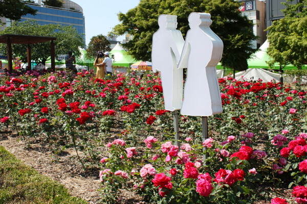 장미, 봄날씨스케치 (한국관광공사)