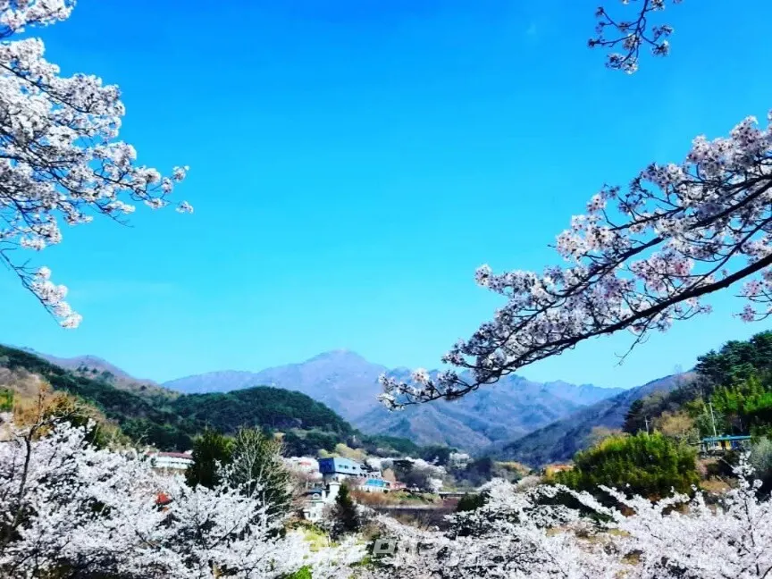 벚꽃 만개한 중산리에서 바라보는 지리산 천왕봉.(사진_조용우)