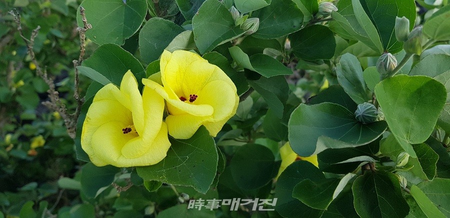 황근꽃이 활짝 피어 있다(사진 고기봉 기자)