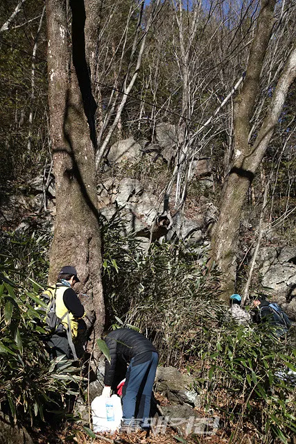 구례군 수액채취 면적은 지리산과 백운산 일원 12,000ha이며, 270농가가 년간 822,244리터를 생산하여 약 26억 정도의 소득을 올리고 있다.(사진_구례군청)