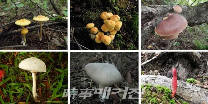 [사진=좌→우]개나리광대버섯(독버섯) → 노란다발버섯(독버섯) → 화경버섯(독버섯) → 흰독큰갓버섯(독버섯) → 외대버섯(독버섯) → 붉은사슴뿔버섯(독버섯) 2018.09.09.(사진=환경부 제공)