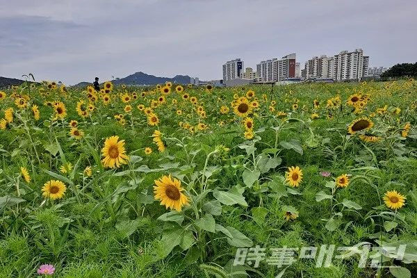 목포 남항, 형형색색 가을 꽃으로 물들다 (해바라기)/사진=목포시청 제공