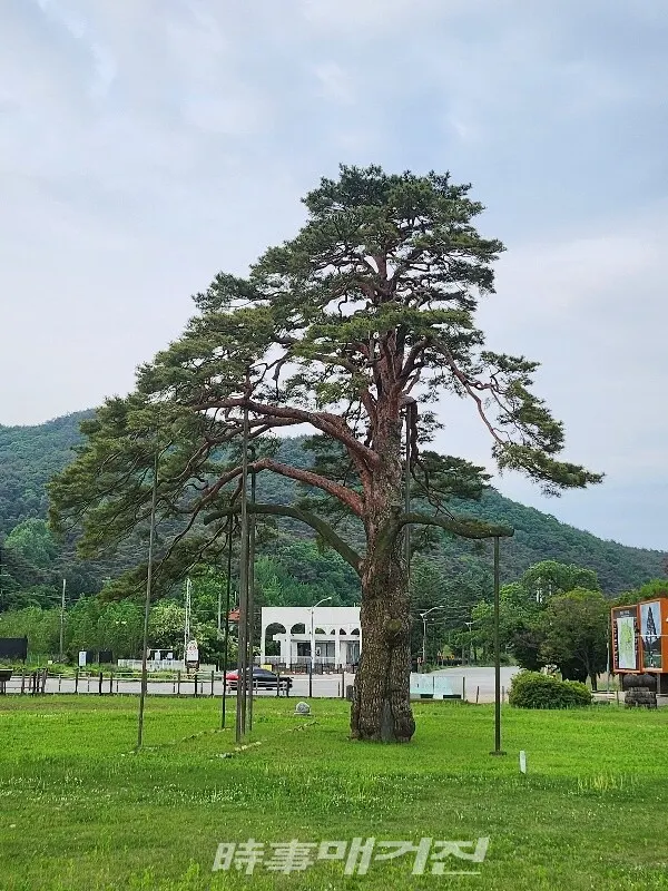 태풍 피해로 한 쪽 가지가 부러진 지금 모습의 정이품송(사진_조용우)