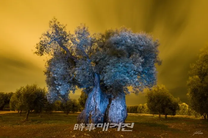 노란 하늘과 푸른 올리브나무, 이흥렬