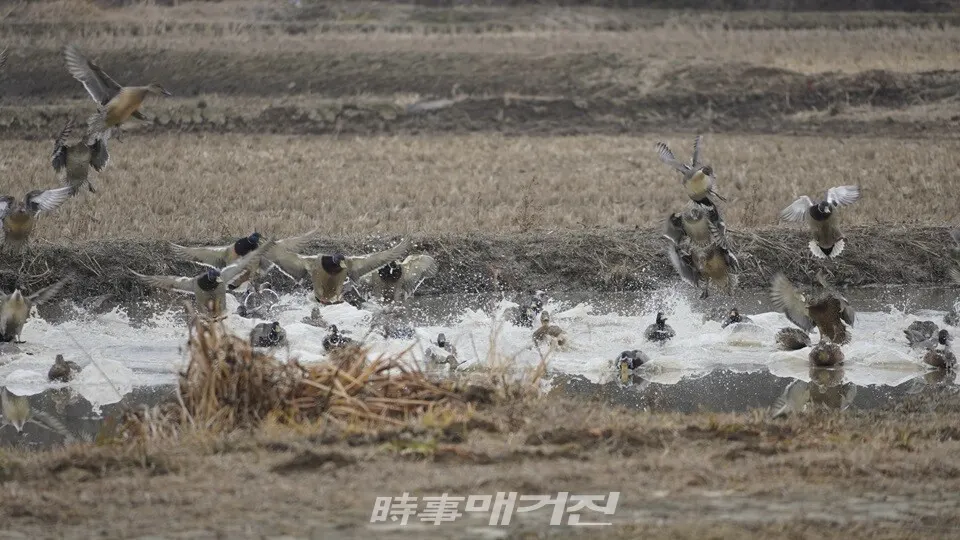 주남저수지 가창오리.(사진_문학박사 潤道 강윤관)