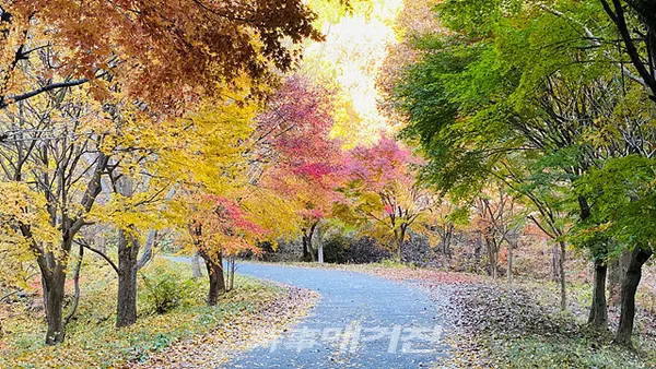 나주시 다도면 소재 사찰 ‘녹야원’(鹿野苑) 가는 길 울긋불긋 단풍으로 곱게 단장한 산책길이 노랗게 물들고 바스락 거리는 낙엽이 소리 내어 가을의 끝자락을 부른다. (사진_나주시청)