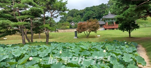 관곡지의 전당홍 연꽃(사진_안나겸 기자)