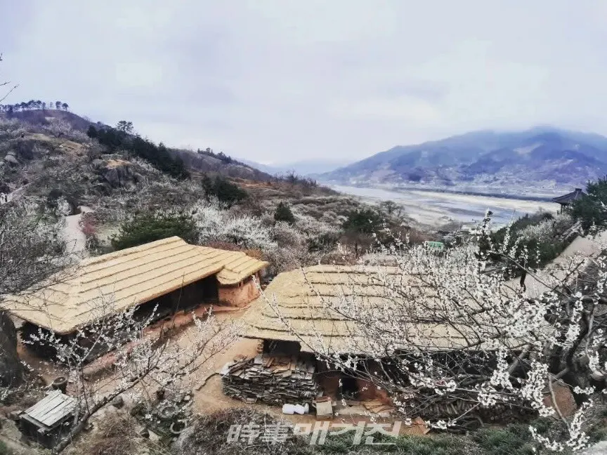섬진강이 흐르는 광양 매화마을의 풍경.(사진_조용우)