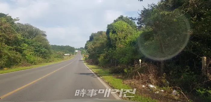 도로에 가려진 나무가지들을 제거하고 그대로 방치했음(사진_고기봉 기자)