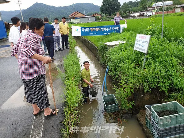곡성군은 “6일 오곡면 승법마을에서 왕우렁이의 자연생태계 교란 방지를 위한 집중 수거 현장 연시회를 개최했다”고 7일 밝혔다.(사진_곡성군청)