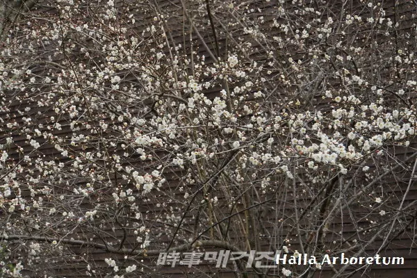 수목원의 생태체험학습관의 뒤쪽에서는 다른 나무에 비해 한 달 가량 일찍 꽃을 피워 방글방글 향기를 뿜어내고 있습니다. 제일 먼저 봄을 알리고 싶은 마음으로 서둘러 나왔나 봅니다. 장미과의 매실나무입니다. (한라수목원)